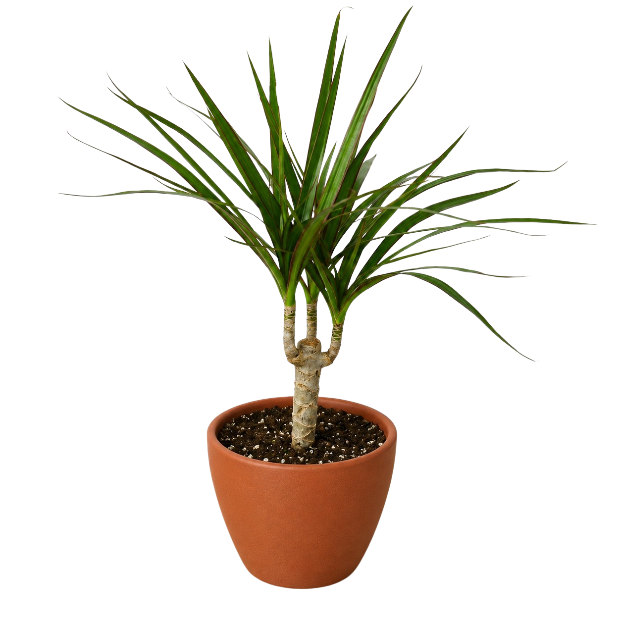 Dracaena 'Marginata Cane'